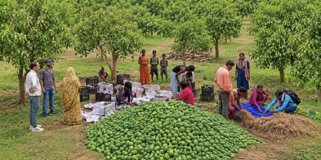 केंद्र ने झारखंड के महिला किसान उत्पादक समूह के 1.5 मीट्रिक टन आम्रपाली आम यूके भेजे
